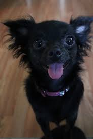 Suki Clown Face Black Long Hair Chihuahua Chihuahua Puppies Chihuahua Dogs Teacup Chihuahua Puppies