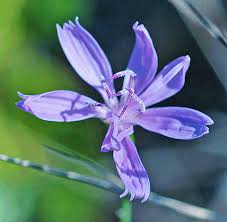 Image result for Aeschynomene glauca