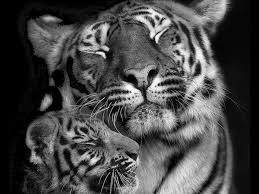 Black And White Baby Tiger Pictures Baby White Tigers With Blue Eyes Wallpapers Viewing Gallery