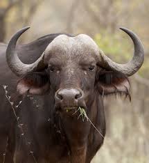 The Big 5 Buffalo Lion Leopard Rhino And Elephant Were Considered The Five Most Dangerous Animals To Hunt In African Buffalo Big Animals Dangerous Animals