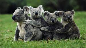 Koala Conga Line Koala Koala Bear Animals Beautiful