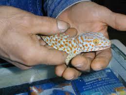 Tokay Gecko Facts Habitat Diet Pet Care And Pictures