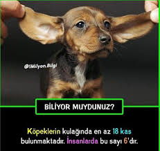Nur Adli Kullanicinin Bilgilendirici Panosundaki Pin 2020 Bilgi Alintilari Biliyor Muydunuz Kitap Kenari