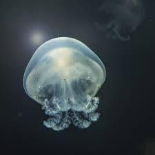 I hope that it will help both the students and general inquisitive readers alike. Pet Jellyfish For Sale Buy Live Moon Jellyfish Aquariums Uk Jellyfish Pet Jellyfish Jellyfish For Sale Jellyfish