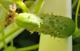 Image result for Cucumis humifructus