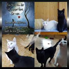 Die katze lissy wurde ungefähr im jahr 1999 geboren und stammte von einem bauernhof und wurde als baby gegen die wand geworfen. Mio Und Rocky Hatten Keine Chance Wir Haben Alles Versucht Zuhause In Obhut Und Pflege Eines Mitgliedes Und Doch Waren Sie Zu Schwach Und Unterkuhlt Zum Sterben Abgelegt In Einem Kaninchenstall Fanden Wir Sie