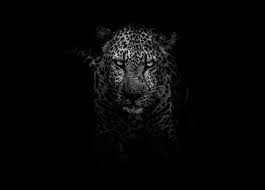 Leopard Animals Dark Hd Monochrome Black And White 4k 5k 5k Wallpaper Hdwallpaper Desktop Leopard Pictures Animal Wallpaper Jaguar Animal