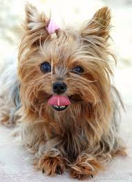 Yorkshire Terrier Puppy Black And Brown Yorkshire Terrier Yorkshire Terrier Yorkshire Terrier Dog Yorkie Puppy