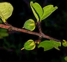 Image result for Cassipourea mollis