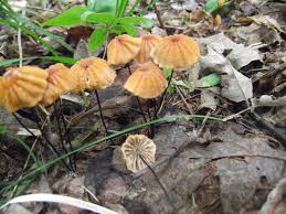 Image result for Marasmius siccus