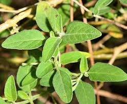 Image result for Solanum chenopodioides