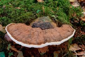 Image result for Ganoderma applanatum