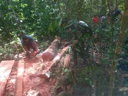 Tropenbos Suriname versterkt samenwerking inheems dorp middels schenking  bosbouw materiaal - Tropenbos Suriname