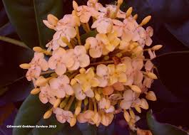 Image result for Ixora seretii