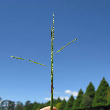 Image result for Panicum gilvum