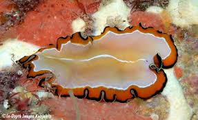 Image result for Pseudopod Ospermum