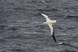 8 Amazing Albatross Facts
