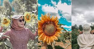 Dinamai bunga matahari karena bentuk mahkotanya yang mirip matahari serta warnanya yang kuning. Ladang Bunga Matahari Kini Di Perlis Je Jom Kitareporters Semua Boleh Jadi Reporter