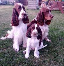 Image result for anglický špringršpaněl