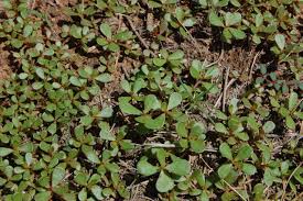 Purslane is actually an edible plant, so it poses no danger to humans or pets. Purslane Northern Arizona Invasive Plants