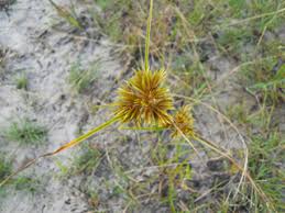 Image result for Cyperus mollipes