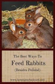 The Best Ways To Feed Rabbits Besides Pellets Farming