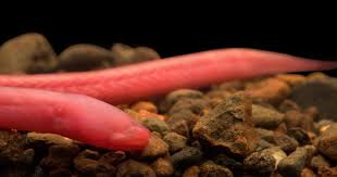 Image result for Behnia reticulata