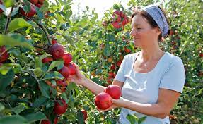 Wenn sie beispielsweise einen sommerapfel haben, beginnt die apfelernte bereits anfang august. Apfelbaum Pflanzen Pflegen Und Ernten Mein Schoner Garten