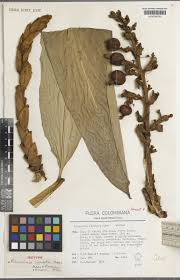 Image result for Renealmia