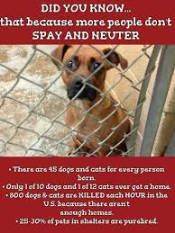 Pin By Reba Hawkins On Did You Know Spay Neuter Pet Health