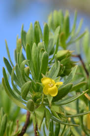 Image result for Surianaceae