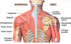 Anatomy • free medical books. A Better Understanding Of Shoulder Health Girls Gone Strong Muscle Anatomy Shoulder Muscle Anatomy Shoulder Anatomy