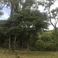 Image result for Streblus