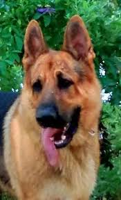 Black And Red German Shepherd Puppies For Sale In Ohio Wolfgang Haus German Shepherds German Shepherd Black German Shepherd Giant German Shepherd