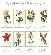 Image result for Faroa involucrata