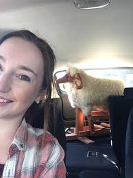 Sheep out Gillan way! Alison Jonathan Grose is this one yours ? X