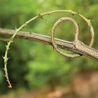 Image result for Acacia rovumae