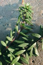 Image result for Faurea intermedia