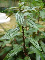 Image result for Pouzolzia