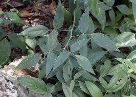 Image result for Dolichos kilimandscharicus