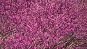 Over the years, many cultivars of trees and shrubs have been developed to fill this need. Trees In Bloom At Red Haw State Park