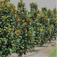 (magnolia grandiflora 'southern charm' teddy bear ®). Magnolia Teddy Bear Various Sizes Now Hello Hello Plants