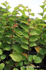 Image result for Helicteres