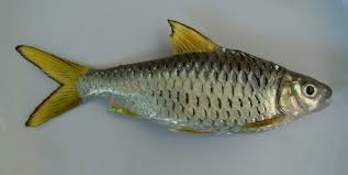 Seperti namanya, ikan mas ini memiliki warna oranye keemasan. Jenis Dan Beragam Manfaat Ikan Wader Untuk Kesehatan Ekor9 Com