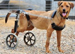 There are helpless animals trapped under some blocks and then more blocks fall from the ceiling to build up on top of them. 9 Awesome Rescue Groups That Specialize In Saving Special Needs Dogs One Green Planet