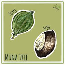 Image result for Pouteria adolfi-friedericii