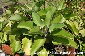 Image result for Kalanchoe pinnata