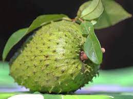 Sakit minum daun durian belanda. Punyalah Banyak Khasiat Air Rebusan Daun Durian Belanda Ni Antaranya Boleh Ubati Kanser Mingguan Wanita