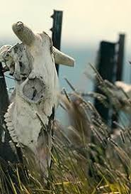 Unsolved Mysteries" Mysterious Mutilations (TV Episode 2024)