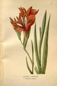 Image result for Gladiolus microspicatus